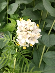 Polemonium foliosissimum