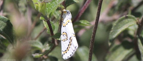 Philtraea mexicana