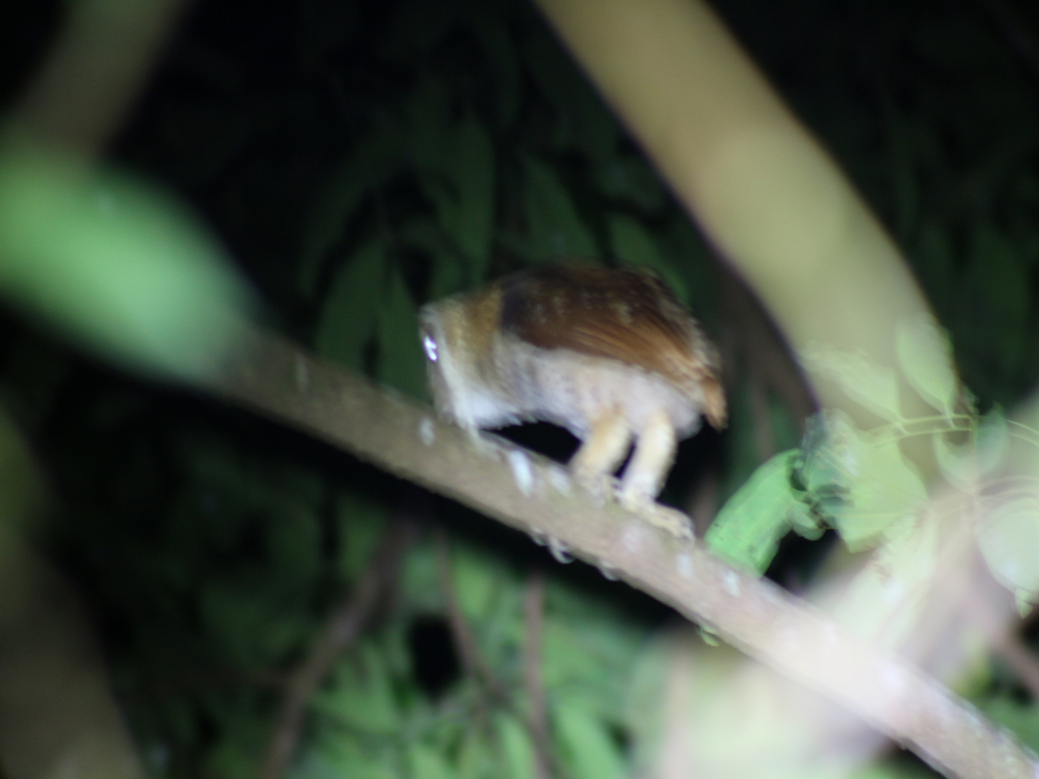 Oriental Bay Owl