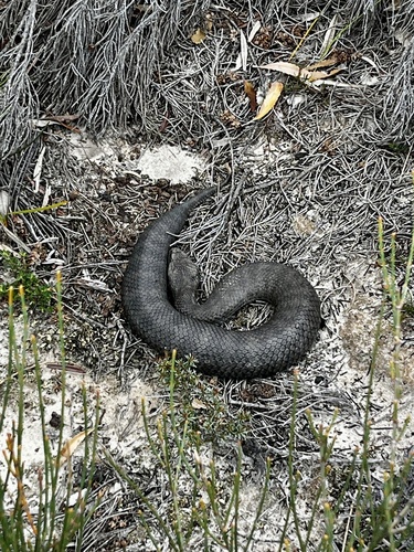 Southern Death Adder sighting