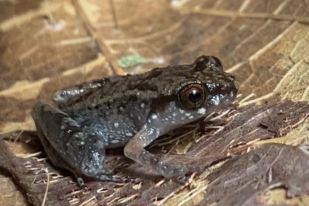 Mjoberg's Dwarf Litter Frog