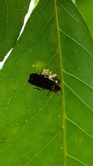 Lucidota atra