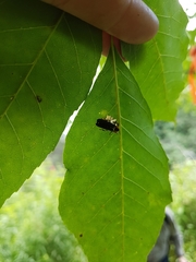 Lucidota atra