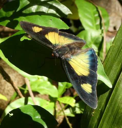 Janetta Themis Forester