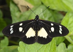 Acraea melanoxantha