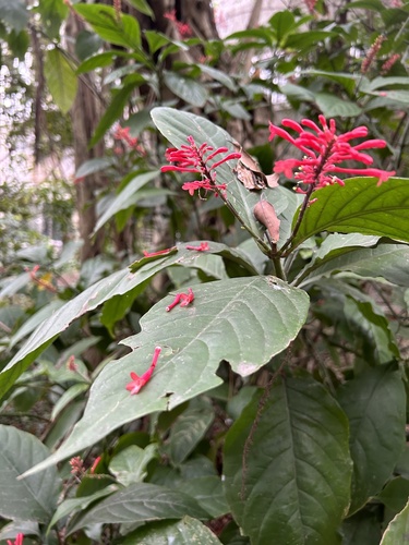 Foto de Tocha-chinesa