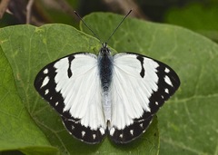 Belenois creona