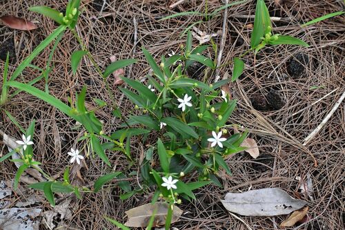 Schelhammera multiflora (Schelhammera multiflora)