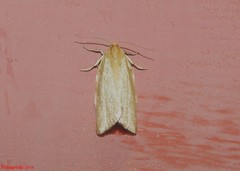 Clepsis clemensiana