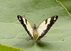 Belenois creona