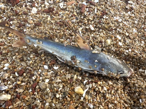 Threadfin sea catfish (Arius arius) — Ariidae — 4
