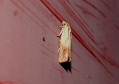 Eucosma umbrastriana