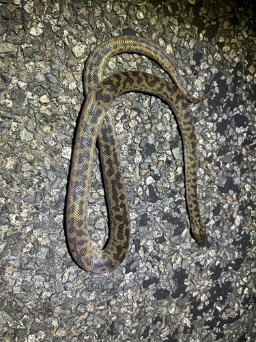 Spotted Python sighting