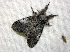 Dasychira vagans