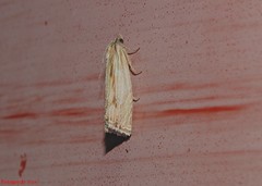 Eucosma radiatana