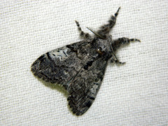 Dasychira vagans