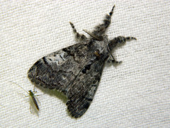Dasychira vagans
