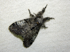 Dasychira vagans