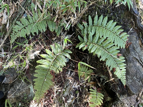 Dryopteris transmorrisonensis observed 2025-01-16