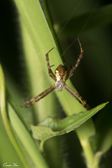 Argiope perforata