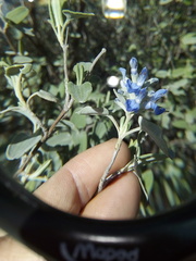 Salvia candicans