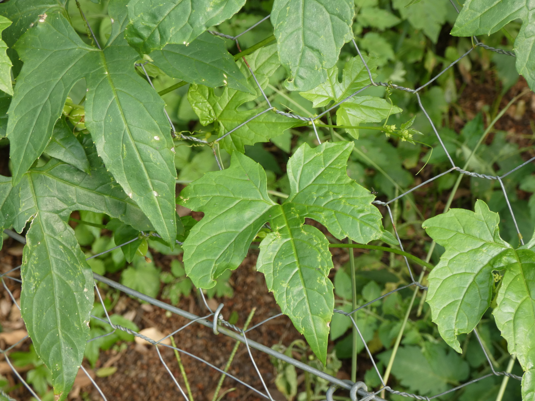Imagem de Melancia-de-papagaio