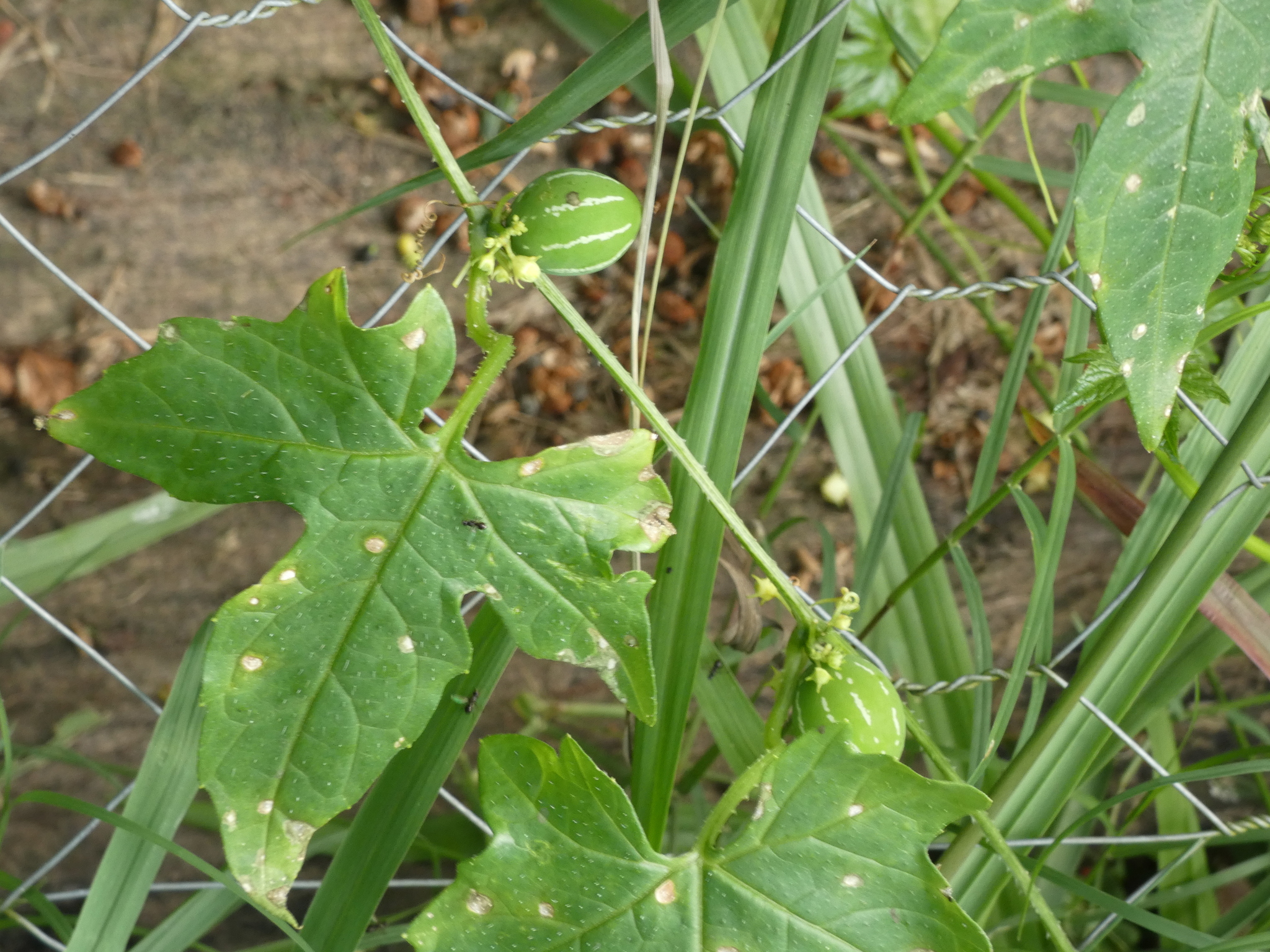 Imagem de Melancia-de-papagaio