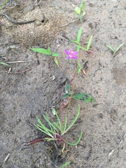 Phemeranthus rugospermus