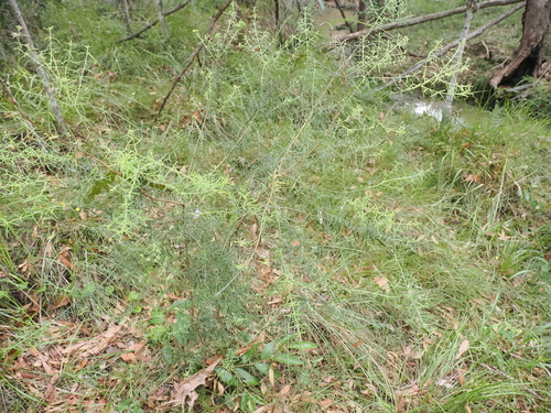 Image of Westringia eremicola by (c) Lucas Christofides, some rights reserved (CC BY)