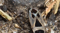 Xanthochilus