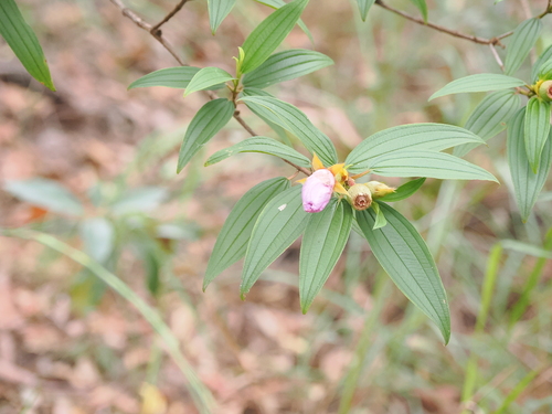 Image of Melastoma candidum by (c) Lucas Christofides, some rights reserved (CC BY)