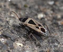 Xanthochilus