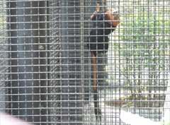 Leontopithecus chrysomelas