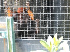Leontopithecus chrysomelas