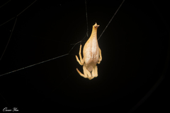 Arachnura