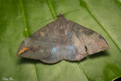 Ischyja manlia