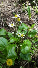 Caltha chionophila