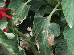 Phytophthora infestans