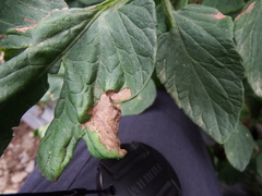 Phytophthora infestans