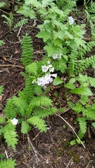 Polemonium pulcherrimum delicatum