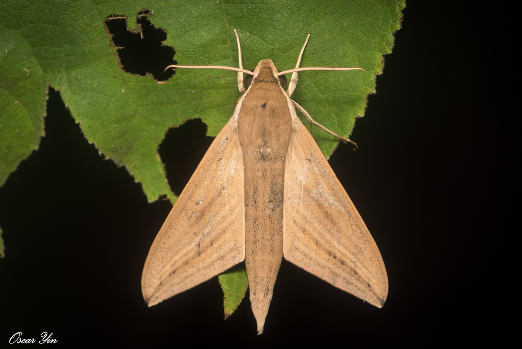 Lucas's Hawkmoth