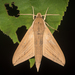 Lucas's Hawkmoth - Photo (c) 尹若宇, some rights reserved (CC BY-NC), uploaded by 尹若宇