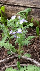 Polemonium pulcherrimum delicatum