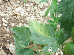 Xanthomonas