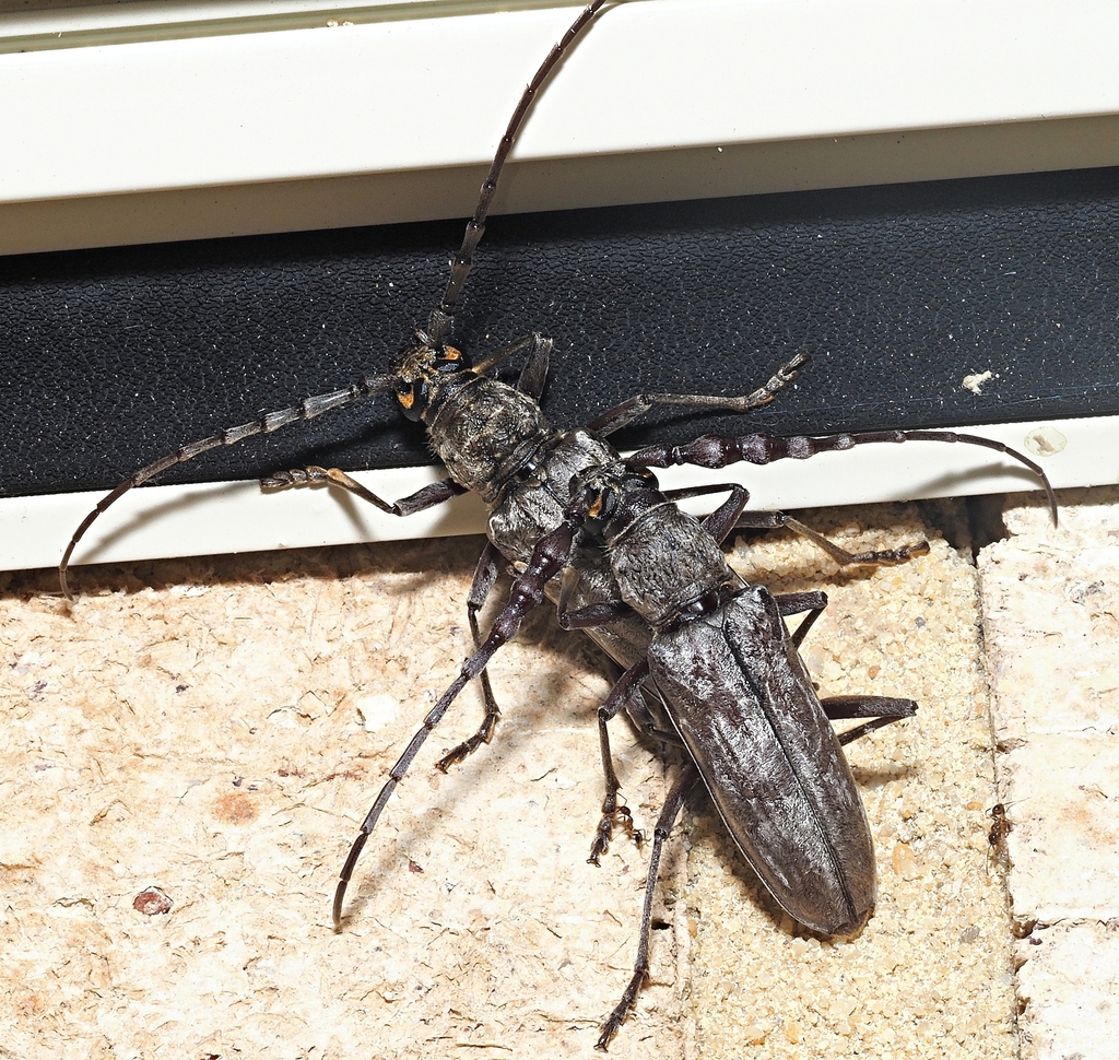 Pachydissus boops