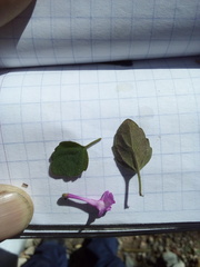 Scutellaria seleriana