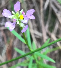 Polygala curtissii