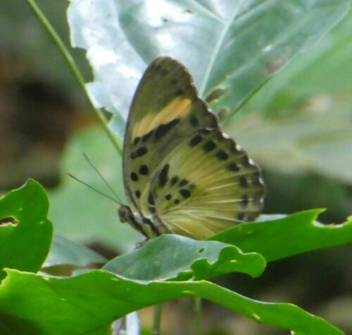 Euphaedra phaethusa aurea