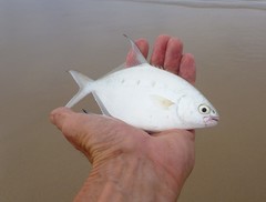 Trachinotus coppingeri