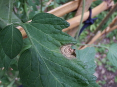 Neocosmospora solani